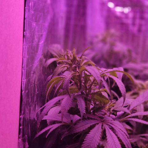 Critical Kush (photoperiod) growlog timeline photo