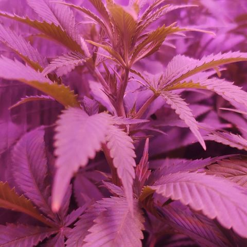 Critical Kush (photoperiod) growlog timeline photo