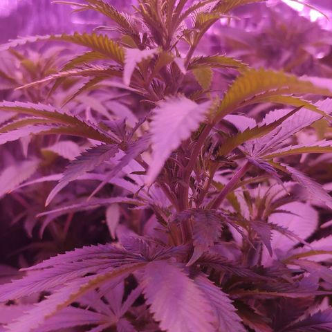 Critical Kush (photoperiod) growlog timeline photo