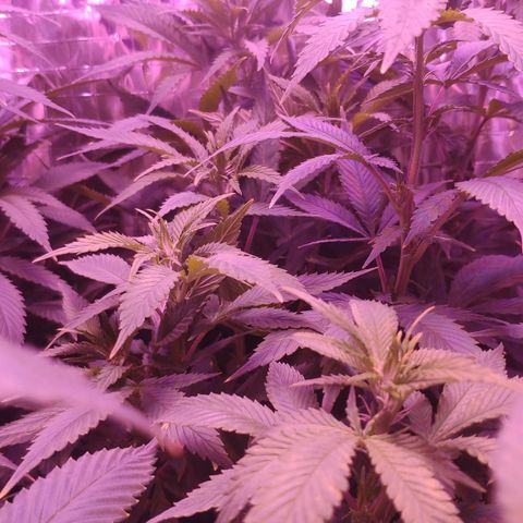 Critical Kush (photoperiod) growlog timeline photo