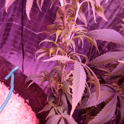 Critical Kush (photoperiod) growlog photo: Kush is showing some serious yellowing on lower growth from being in such low light conditions, aswell as all the extra veg.. she had an hour basking in side lighting before going fully under the light so as to not shock her too much, its a few hours earlier than she should have seen lights on, but hopefully that wont bother her seems its just a few hours, and only once... 🤞
