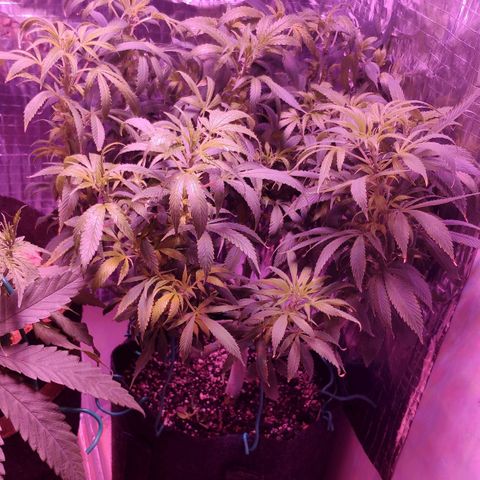 Critical Kush (photoperiod) growlog photo: Kush is showing some serious yellowing on lower growth from being in such low light conditions, aswell as all the extra veg.. she had an hour basking in side lighting before going fully under the light so as to not shock her too much, its a few hours earlier than she should have seen lights on, but hopefully that wont bother her seems its just a few hours, and only once... 🤞