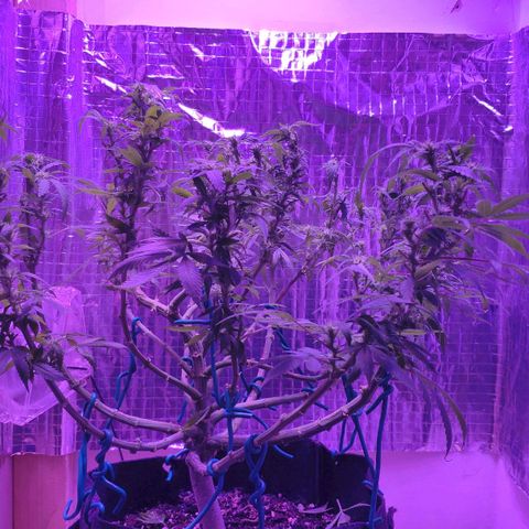 Critical Kush (photoperiod) growlog photo: Heavy defoliation today in 2nd week of flower. Canopy was very dense with foliage blocking alot of light from lower growth. Flowers really coming along now though.