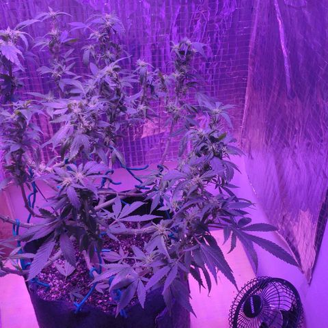 Critical Kush (photoperiod) growlog photo: Heavy defoliation today in 2nd week of flower. Canopy was very dense with foliage blocking alot of light from lower growth. Flowers really coming along now though.
