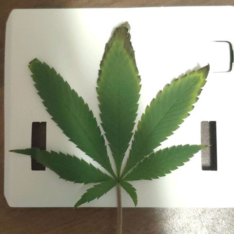 Critical Kush (photoperiod) growlog photo: Some potassium deficiency?? pH maybe?