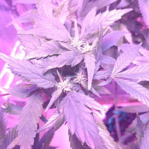 Critical Kush (photoperiod) growlog photo: Some potassium deficiency?? pH maybe?
