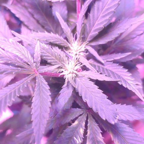 Critical Kush (photoperiod) growlog photo: Some potassium deficiency?? pH maybe?