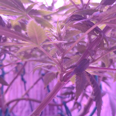 Critical Kush (photoperiod) growlog photo: Some potassium deficiency?? pH maybe?