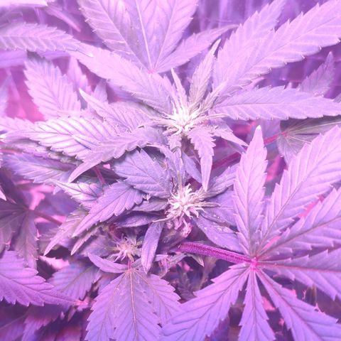Critical Kush (photoperiod) growlog photo: Some potassium deficiency?? pH maybe?