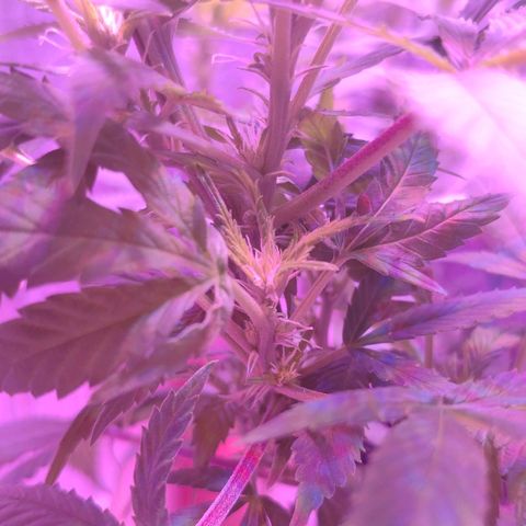 Critical Kush (photoperiod) growlog timeline photo