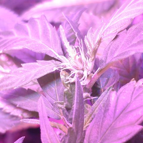 Critical Kush (photoperiod) growlog timeline photo