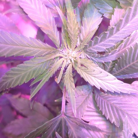 Critical Kush (photoperiod) growlog timeline photo
