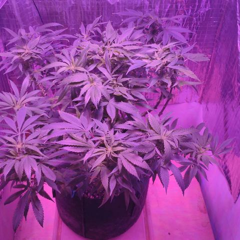 Critical Kush (photoperiod) growlog timeline photo