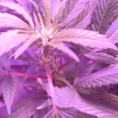 Critical Kush (photoperiod) growlog timeline photo