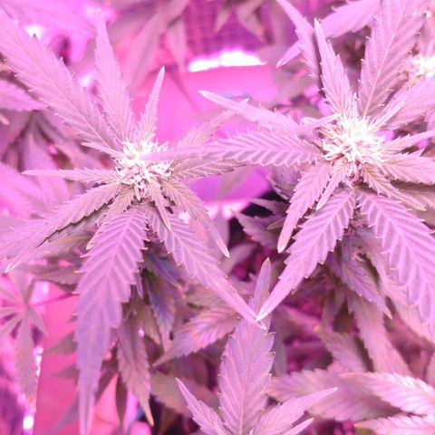 Critical Kush (photoperiod) growlog timeline photo