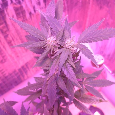 Critical Kush (photoperiod) growlog timeline photo