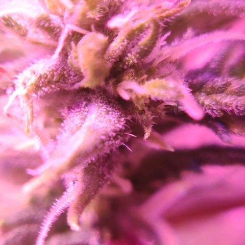 Critical Kush (photoperiod) growlog timeline photo