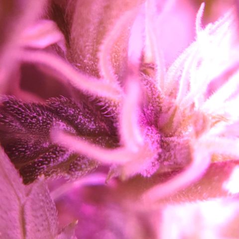 Critical Kush (photoperiod) growlog timeline photo