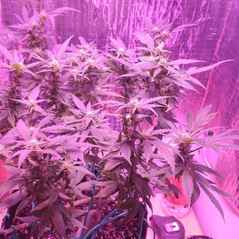 Critical Kush (photoperiod) growlog timeline photo