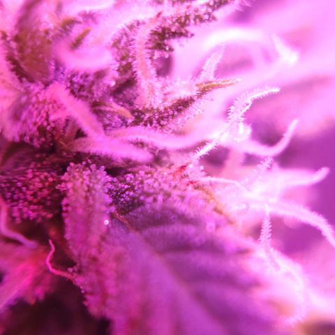 Critical Kush (photoperiod) growlog timeline photo