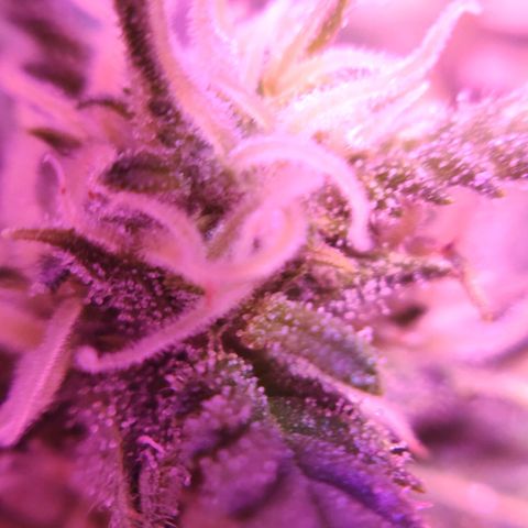 Critical Kush (photoperiod) growlog timeline photo