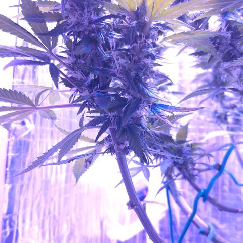Critical Kush (photoperiod) growlog timeline photo