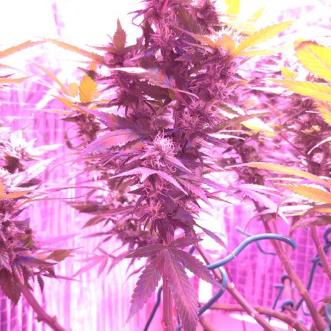 Critical Kush (photoperiod) growlog timeline photo