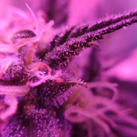 Critical Kush (photoperiod) growlog timeline photo