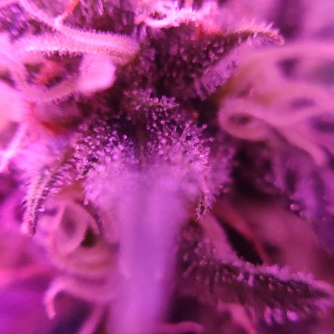 Critical Kush (photoperiod) growlog timeline photo