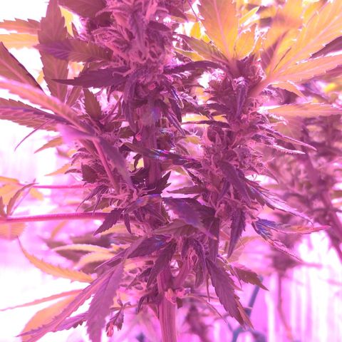 Critical Kush (photoperiod) growlog timeline photo