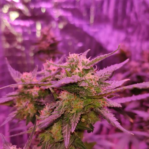 Critical Kush (photoperiod) growlog timeline photo
