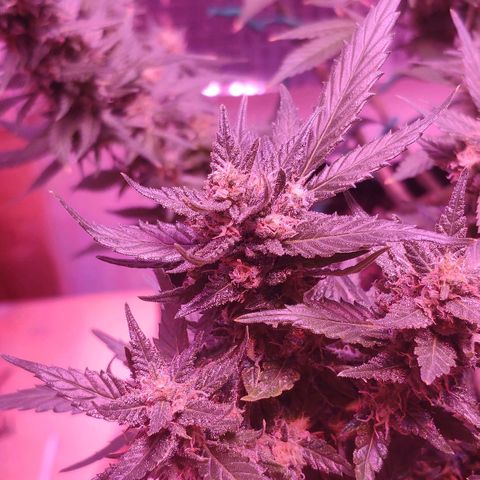 Critical Kush (photoperiod) growlog timeline photo