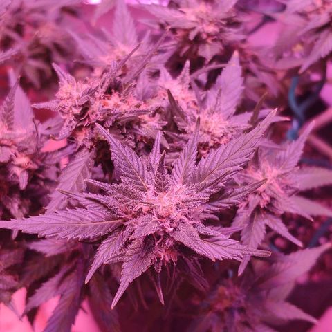 Critical Kush (photoperiod) growlog timeline photo