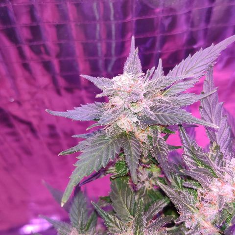 Critical Kush (photoperiod) growlog timeline photo