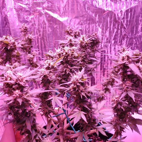 Critical Kush (photoperiod) growlog timeline photo