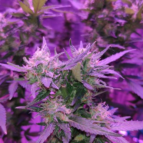 Critical Kush (photoperiod) growlog timeline photo