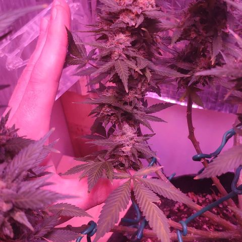 Critical Kush (photoperiod) growlog timeline photo