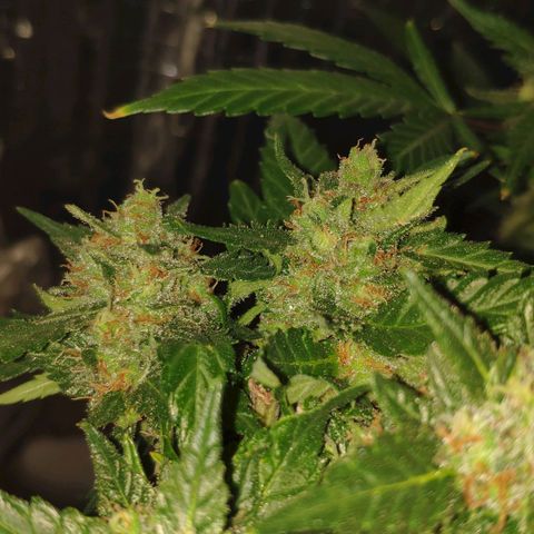 Critical Kush (photoperiod) growlog timeline photo