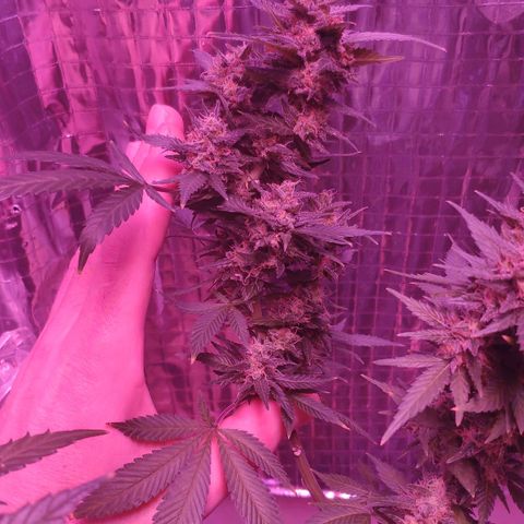 Critical Kush (photoperiod) growlog timeline photo