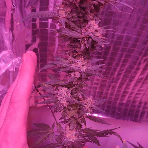 Critical Kush (photoperiod) growlog timeline photo