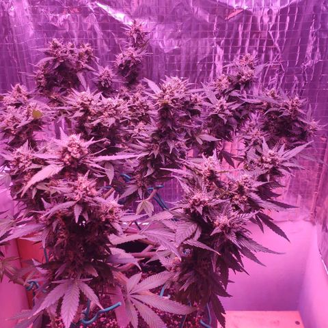 Critical Kush (photoperiod) growlog timeline photo