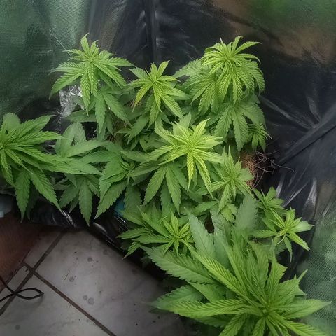 Prensado growlog timeline photo