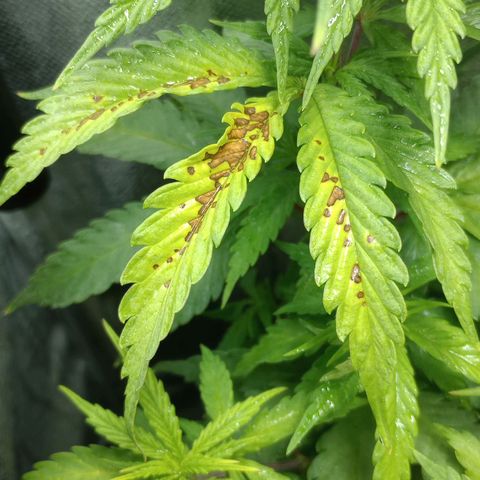 Prensado growlog photo: Notei manchas tipo ferrugem em 2 folhas, não sei o que pode ser, talvez fertilizante ou a falta dele 