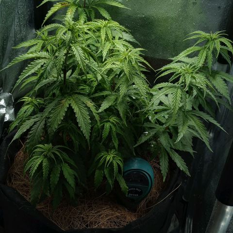 Prensado growlog photo: Notei manchas tipo ferrugem em 2 folhas, não sei o que pode ser, talvez fertilizante ou a falta dele 