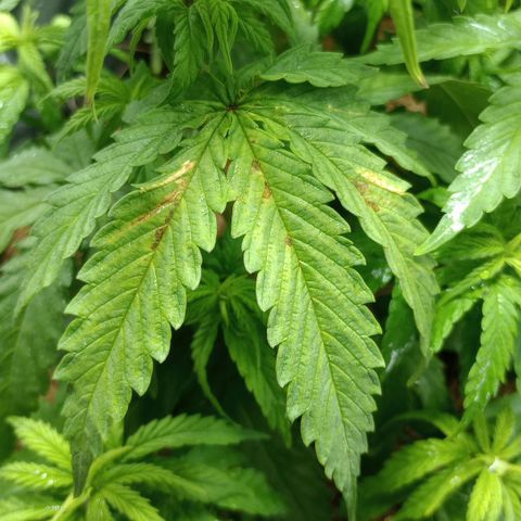 Prensado growlog photo: Notei manchas tipo ferrugem em 2 folhas, não sei o que pode ser, talvez fertilizante ou a falta dele 