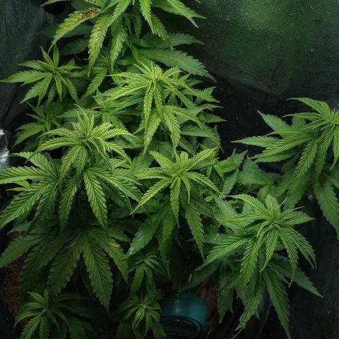 Prensado growlog photo: Notei manchas tipo ferrugem em 2 folhas, não sei o que pode ser, talvez fertilizante ou a falta dele 