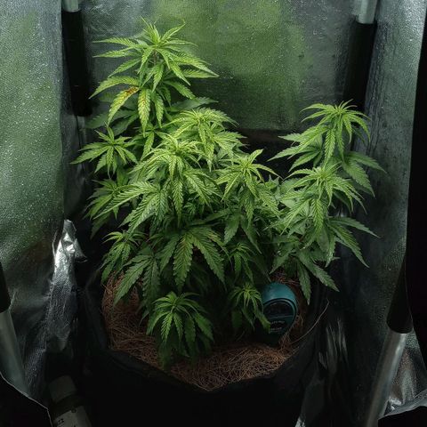 Prensado growlog photo: Notei manchas tipo ferrugem em 2 folhas, não sei o que pode ser, talvez fertilizante ou a falta dele 