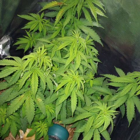 Prensado growlog timeline photo