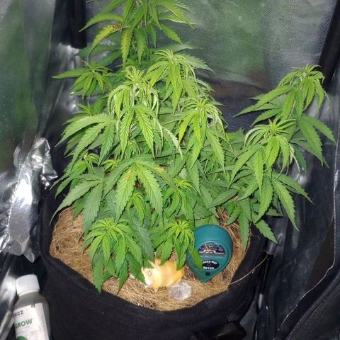 Prensado growlog timeline photo