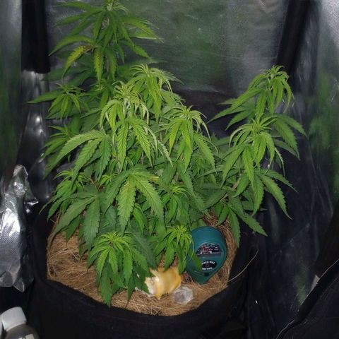 Prensado growlog timeline photo